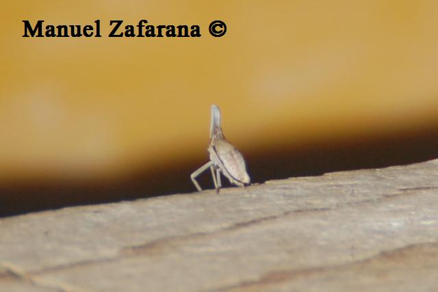Omottero monocorno...[  Dictyopharidae,  Bursinia sp.]